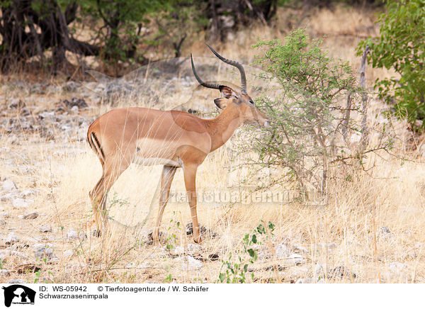 Schwarznasenimpala / black-faced impala / WS-05942