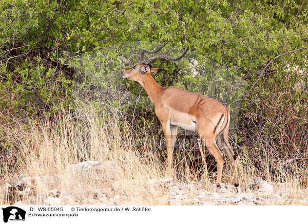 Schwarznasenimpala / black-faced impala / WS-05945