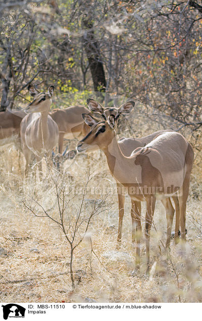 Impalas / Impalas / MBS-11510