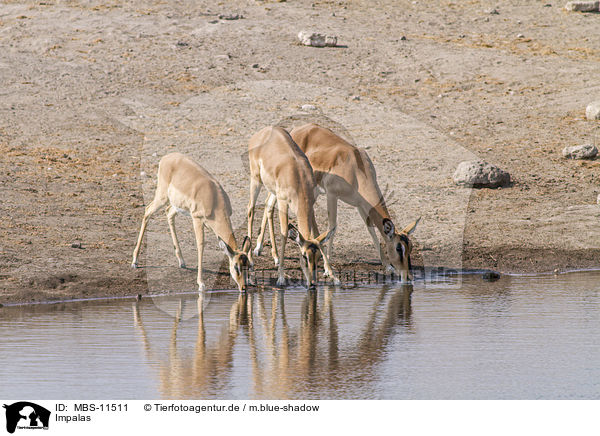 Impalas / Impalas / MBS-11511