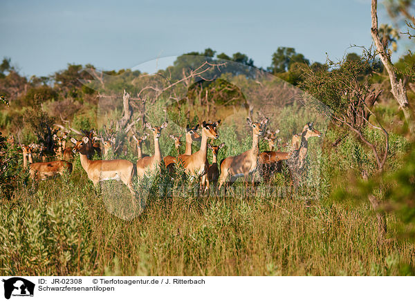 Schwarzfersenantilopen / Impalas / JR-02308