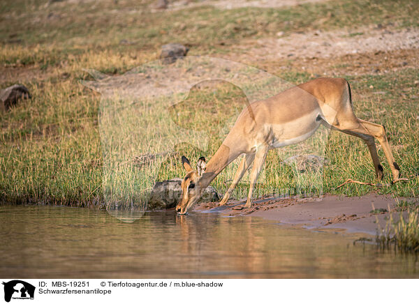 Schwarzfersenantilope / Impala / MBS-19251