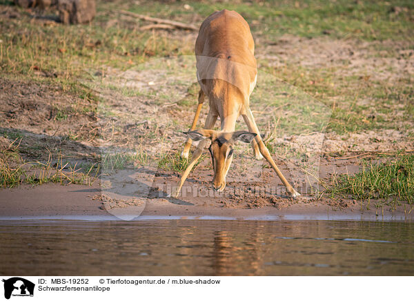 Schwarzfersenantilope / Impala / MBS-19252