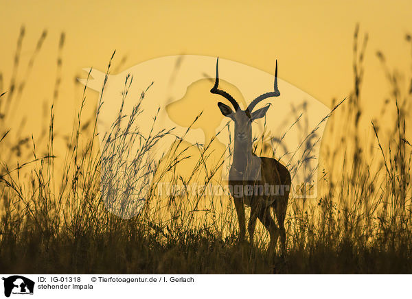 stehender Impala / standing Impala / IG-01318