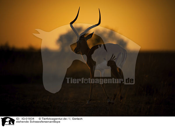 stehende Schwarzfersenantilope / IG-01834