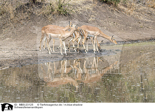Schwarzfersenantilopen / MBS-23125