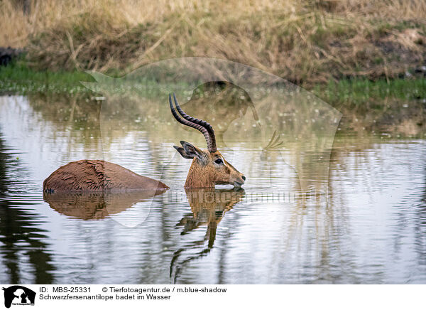 Schwarzfersenantilope badet im Wasser / Black heel antelope bathing in water / MBS-25331