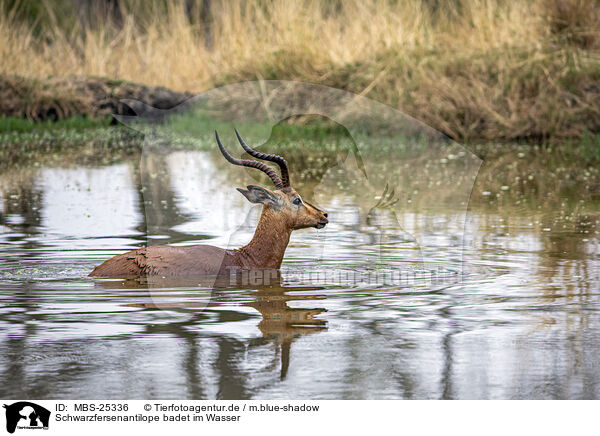Schwarzfersenantilope badet im Wasser / Black heel antelope bathing in water / MBS-25336