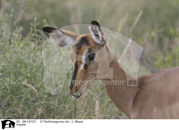 Impala / Impala / JM-18123