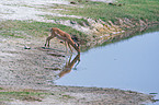 trinkende Schwarzfersenantilope