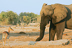 Afrikanischer Elefant und Schwarzfersenantilope