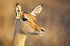 Schwarzfersenantilope Portrait