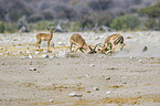 Impalas