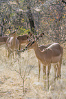 Impalas