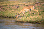 Schwarzfersenantilope