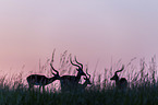 stehende Impala