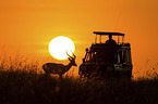 Impala im Sonnenaufgang