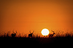 Impala im Sonnenaufgang