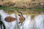 Schwarzfersenantilope badet im Wasser