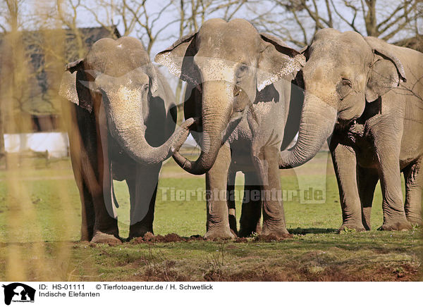 Indische Elefanten / HS-01111