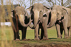 Indische Elefanten