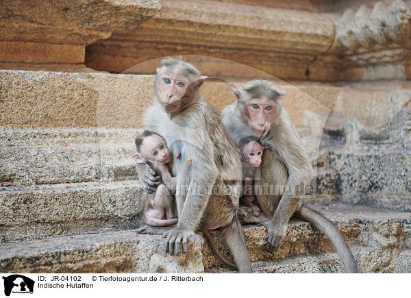 Indische Hutaffen / bonnet macaques / JR-04102