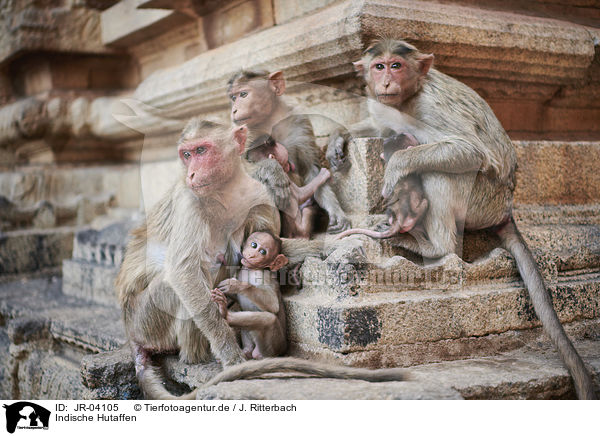 Indische Hutaffen / bonnet macaques / JR-04105