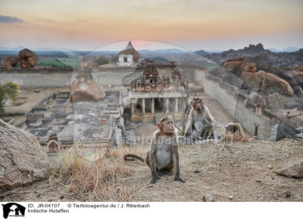 Indische Hutaffen / bonnet macaques / JR-04107