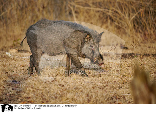 Indisches Wildschwein / Indian boar / JR-04084