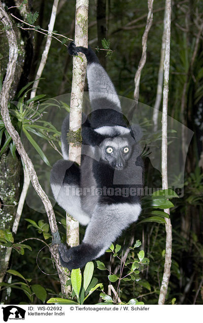 kletternder Indri / climbing indri / WS-02692