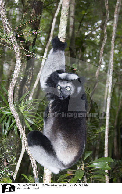 kletternder Indri / climbing indri / WS-02697