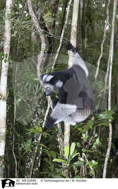 kletternder Indri / climbing indri / WS-02698