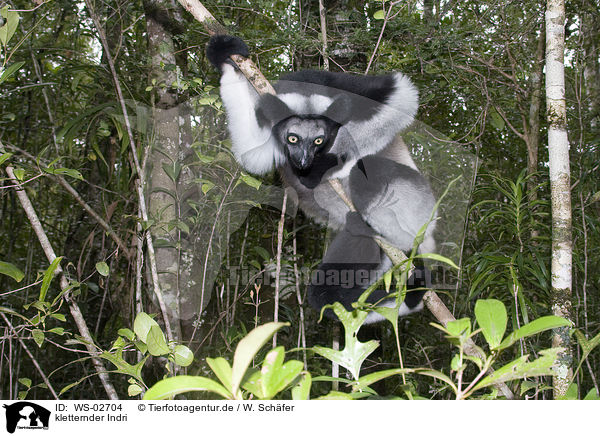 kletternder Indri / climbing indri / WS-02704