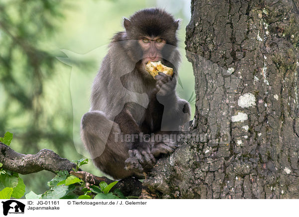 Japanmakake / Japanese macaque / JG-01161