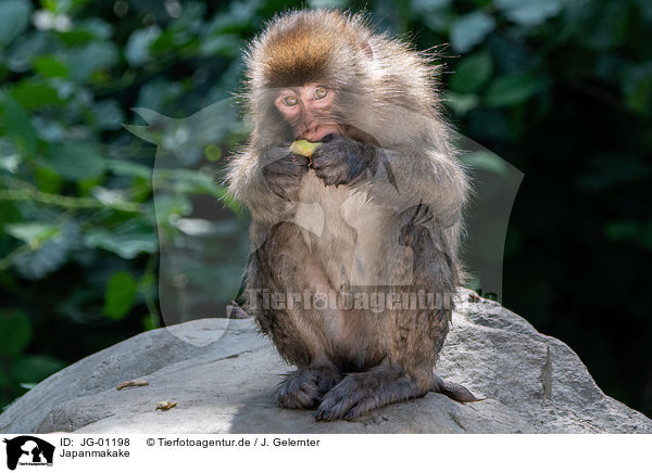 Japanmakake / Japanese macaque / JG-01198