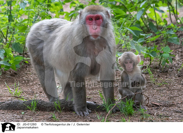 Japanmakaken / Japanese macaques / JG-01260