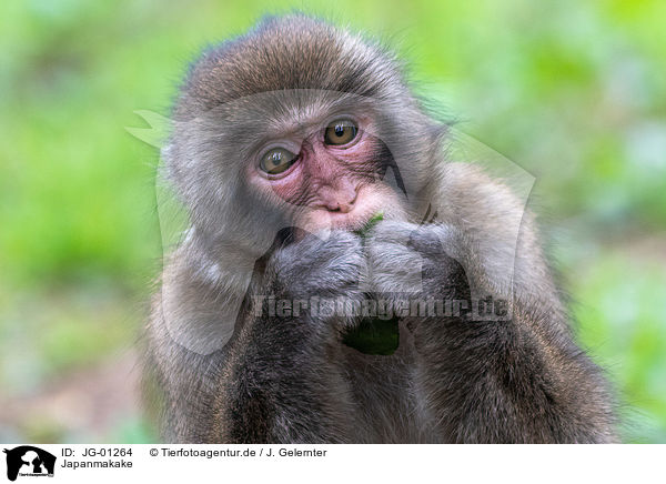 Japanmakake / Japanese macaque / JG-01264