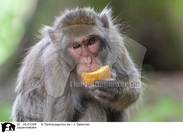 Japanmakake / Japanese macaque / JG-01266