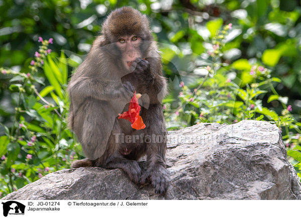 Japanmakake / Japanese macaque / JG-01274