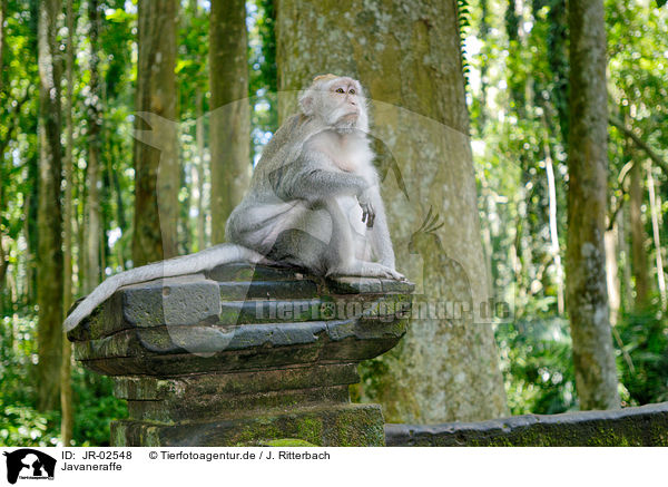 Javaneraffe / JR-02548