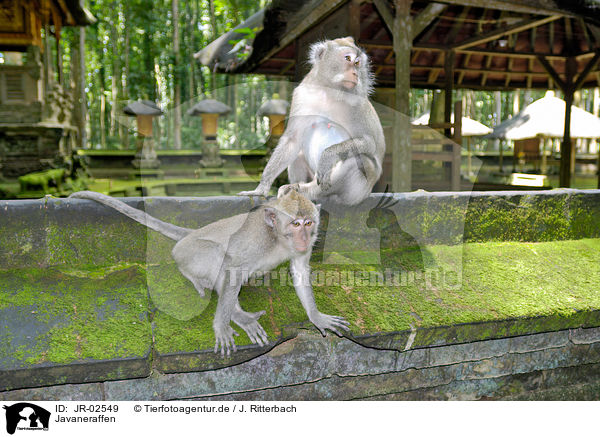 Javaneraffen / cynomolgus monkeys / JR-02549