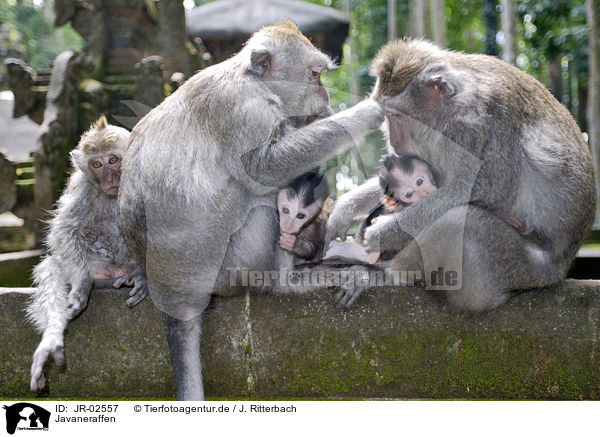 Javaneraffen / cynomolgus monkeys / JR-02557