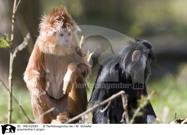 javanischer Langur / red Javan Langur / WS-02083