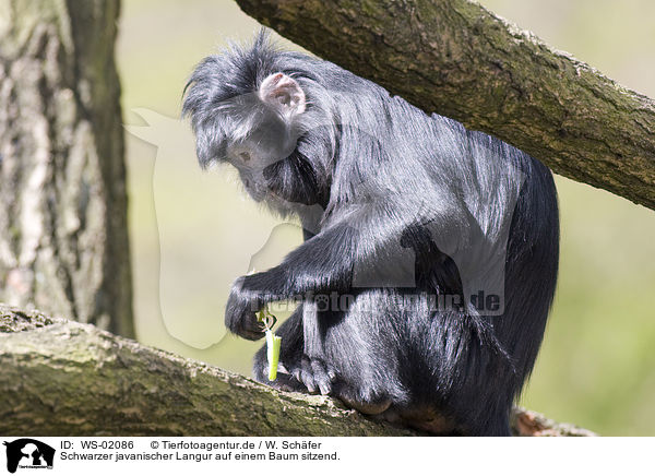 Schwarzer javanischer Langur auf einem Baum sitzend. / WS-02086