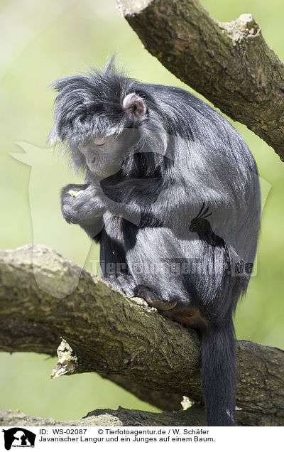 Javanischer Langur und ein Junges auf einem Baum. / Javan Langur / WS-02087