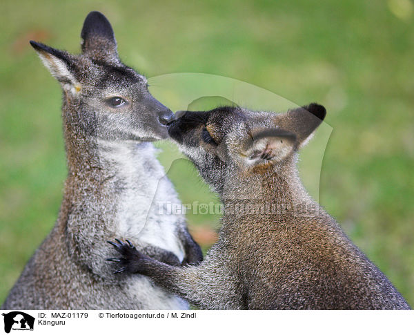 Knguru / kangaroo / MAZ-01179