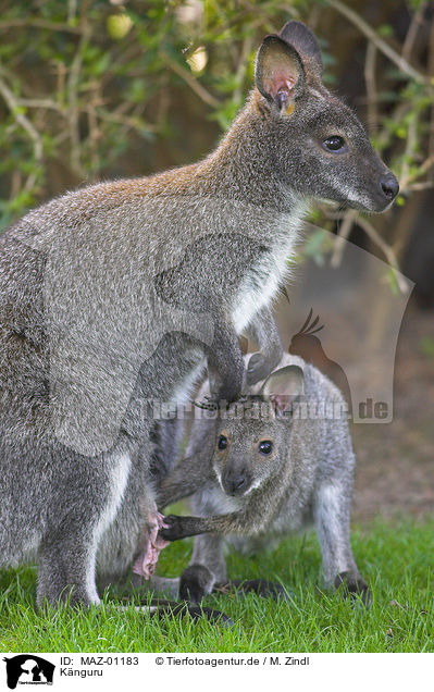 Knguru / kangaroo / MAZ-01183