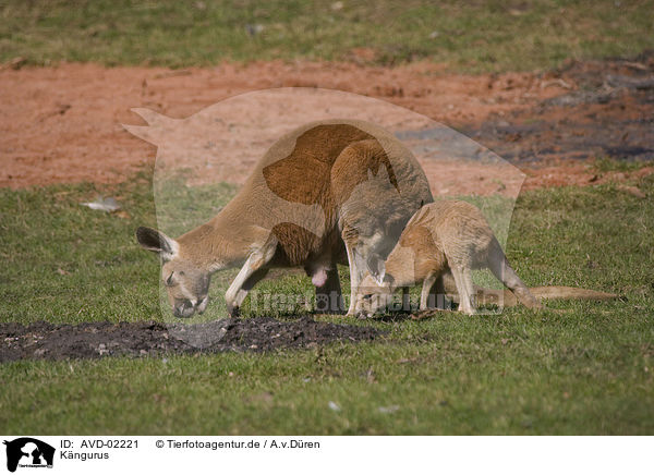 Kngurus / kangaroos / AVD-02221