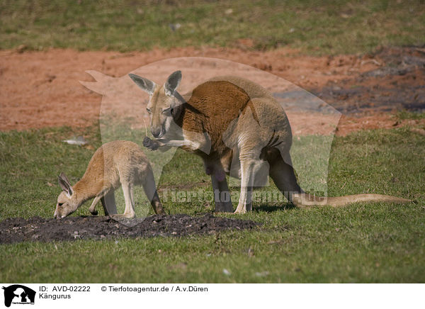 Kngurus / kangaroos / AVD-02222