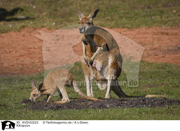 Kngurus / kangaroos / AVD-02223